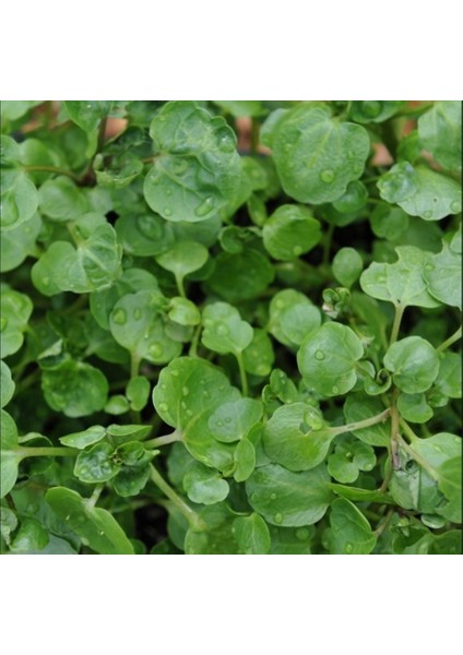 Su Teresi Water Cress Tohumu (40 Tohum)