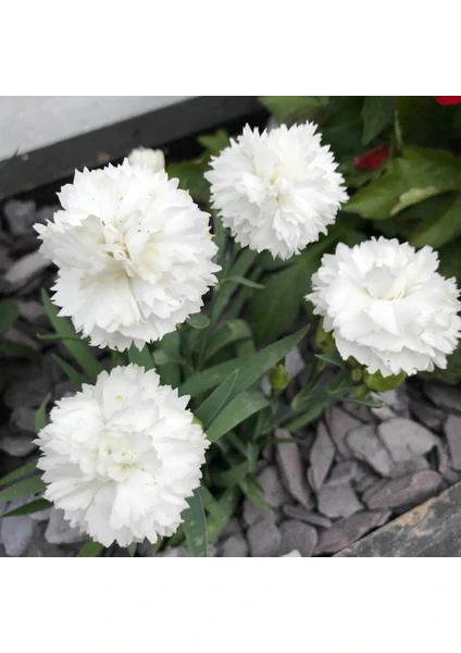 Anamur Naturel Beyaz Renkli Karanfil Çiçeği Tohumu(70 Adet)