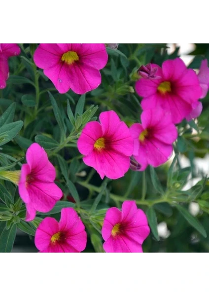 Anamur Naturel Eflatun Alderman Violet Bodur Petunya Çiçeği Tohumu (800 Tohum)