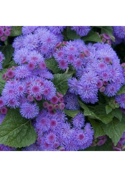 Mavi Renkli Ageratum(Vapur Dumanı) Çiçeği Tohumu (1000 Tohum)