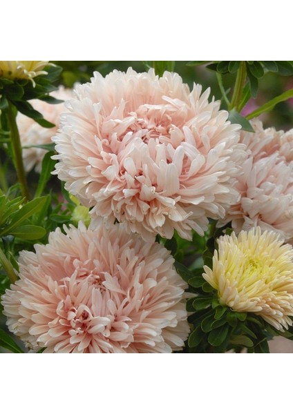 Pompon White Marble Crimson Aster Çiçeği Tohumu (50 Tohum)