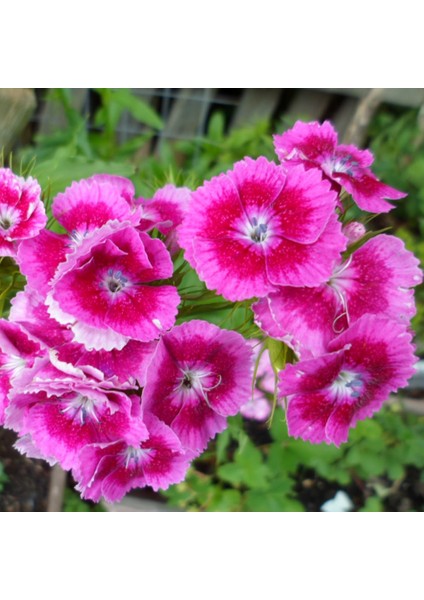 Çin Pembesi Dianthus Çiçeği Tohumu(50 Tohum)