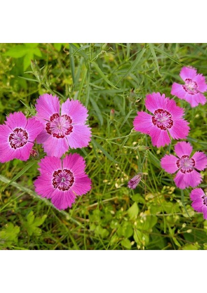 Dianthus Kır Pembesi Çiçeği Tohumu(50 Adet)