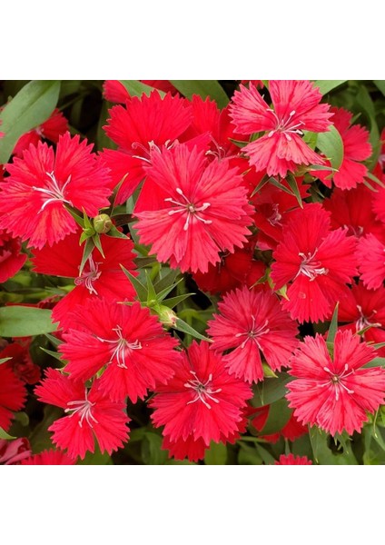 Dianthus Heddewigii Bravo Karanfil Çiçeği Tohumu (100 Adet)