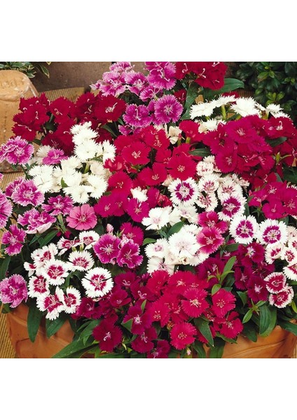 Dianthus Heddewigii Karanfil Çiçeği TOHUMU(100 Adet)