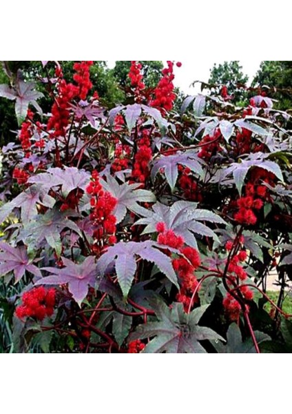 Anamur Naturel Ricinus Communis Kene Çiçeği Tohumu (5 Tohum)