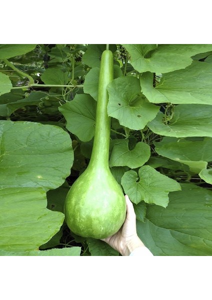 Anamur Naturel Uzun Ince Süs Su Kabağı Tohumu (5 Tohum)