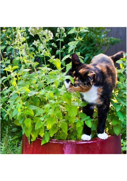 Kedi Otu Tohumu (75 Tohum)