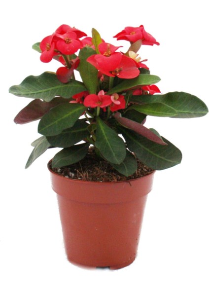 1 Adet Kırmızı Dikenler Tacı Fidanı Ithal Euphorbia Mi̇lli̇