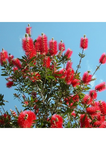 1 Adet Fırça Çalısı ( Callistemon Laevis ) Fidanı Tüplü