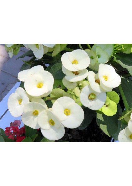 1 Adet Beyaz Dikenler Tacı Fidanı Ithal Euphorbia Mi̇lli̇