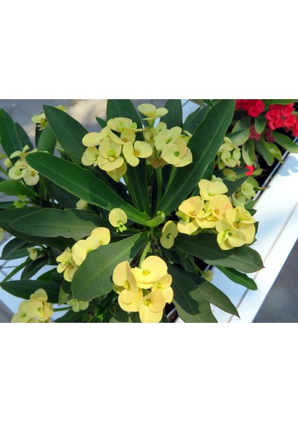 1 Adet Sarı Dikenler Tacı Fidanı Ithal Euphorbia Mi̇lli̇