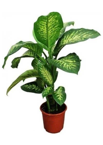 Saksılı Difenbahya ( 12 cm Lik Saksıda) ( Bifembafya) (Dieffenbachia)