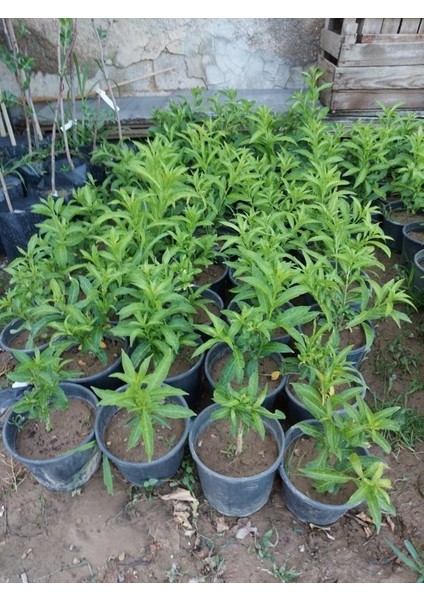 Tüplü Melisa ( 12 cm Lik Tüplerde ) Parfüm Çiçeği, Akşam Sefası,cestrum Nocturnum - Kolonya Çiçeği fiyatları