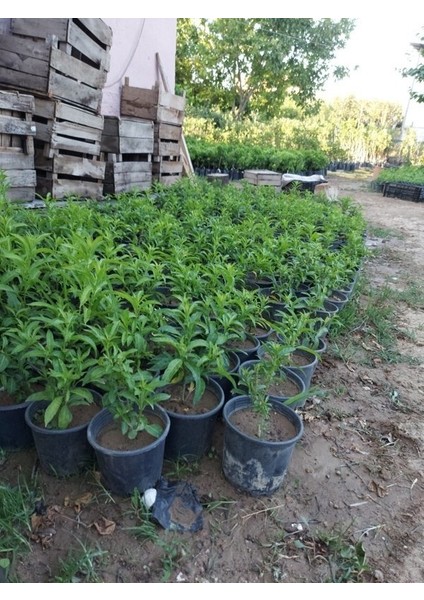 Tüplü Melisa ( 12 cm Lik Tüplerde ) Parfüm Çiçeği, Akşam Sefası,cestrum Nocturnum - Kolonya Çiçeği modelleri