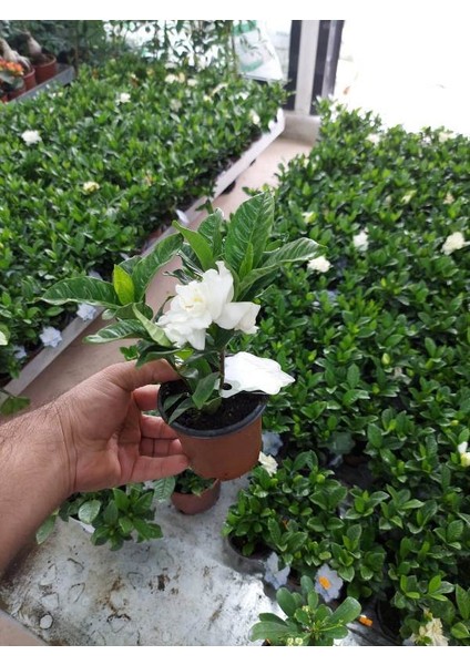 Saksılı Yoğun Kokulu Gardenya Fidanı( 10 Luk Saksıda) -Gardenia Jasminoides