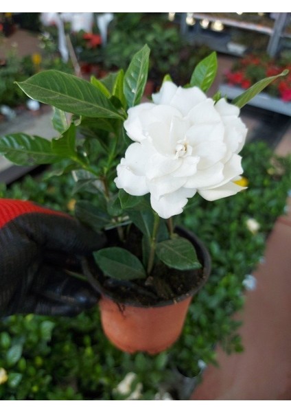 Saksılı Yoğun Kokulu Gardenya Fidanı( 10 Luk Saksıda) -Gardenia Jasminoides fiyatları
