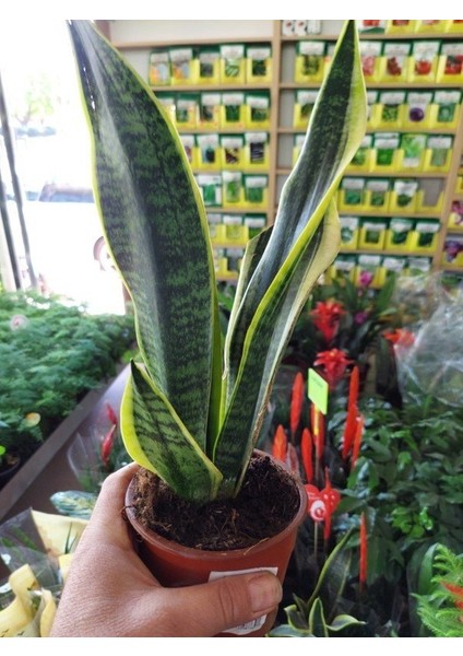 Saksılı ( Kenarı Sarı Çizgili Yeşil Paşa Kılıcı ( 12 Lik Saksıda )( Sansevieria Trifasciata )