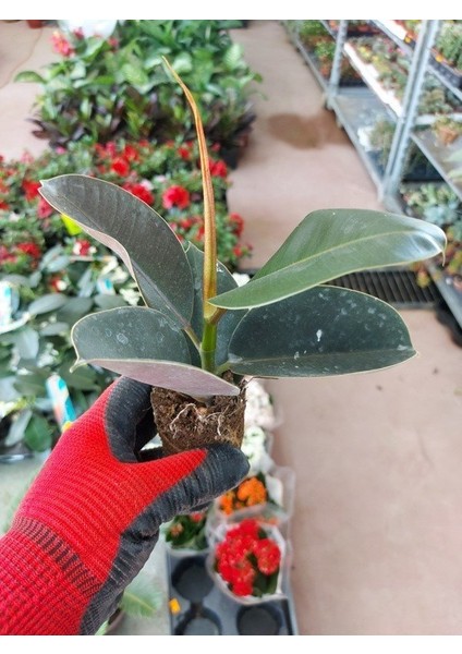 Saksılı Kauçuk Çiçeği / Ficus Çiçeği (5.5 Luk Saksıda)