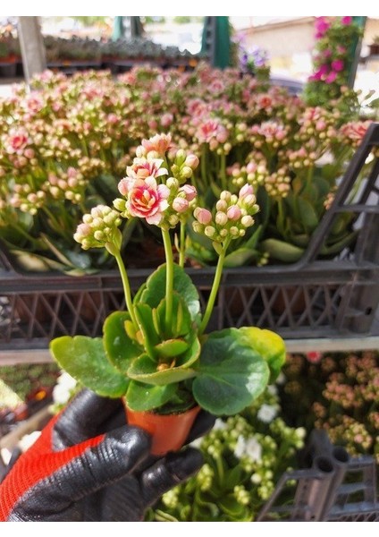 Saksılı ( Açık Uçuk Pembe Renk ) Kalanşo Çiçeği( 5.5 Cm'lik Saksıda ) fiyatları