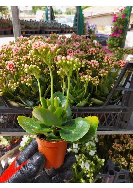 Saksılı ( Açık Uçuk Pembe Renk ) Kalanşo Çiçeği( 5.5 Cm'lik Saksıda ) modelleri