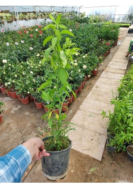 Saksılı Melisa ( 16 cm Lik Saksıda- Boyu 80 Cm) Parfüm Çiçeği, Akşam Sefası,cestrum Nocturnum - Kolonya Çiçeği fiyatları