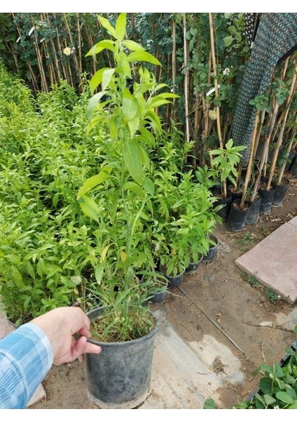 Saksılı Melisa ( 16 cm Lik Saksıda- Boyu 80 Cm) Parfüm Çiçeği, Akşam Sefası,cestrum Nocturnum - Kolonya Çiçeği modelleri