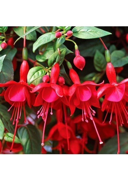 Saksılı Kırmızı Küpeli Çiçeği ( 12 Cm'lik Saksıda )