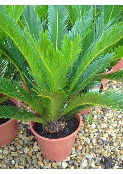 Saksılı Japon Palmiyesi Sikas Cycas Fidanı (14 cm Lik Saksıda Boyu 35-45 Cm)