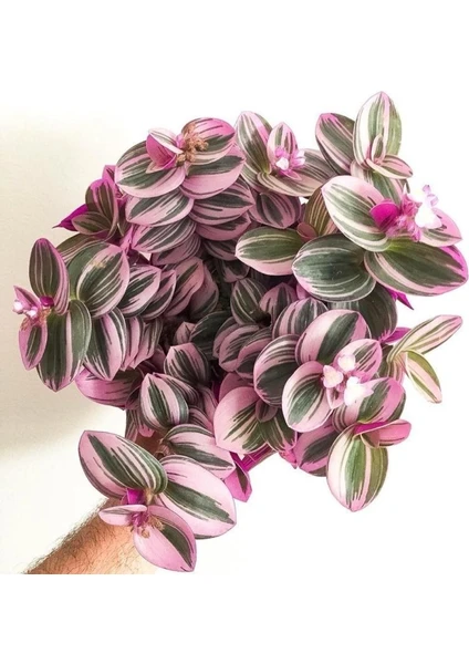 Telgraf Çiçeği ( Pembe-Yeşil-Beyaz Renkli 1 Adet ) Tradescantia Nanouk ( 5.5 cm Lik Saksıda)