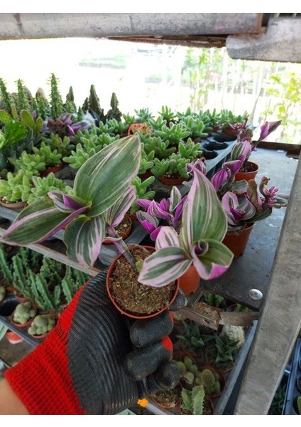 Telgraf Çiçeği ( Pembe-Yeşil-Beyaz Renkli 1 Adet ) Tradescantia Nanouk ( 5.5 cm Lik Saksıda)