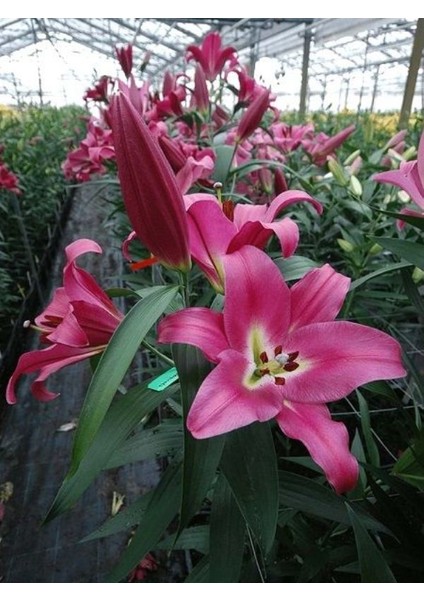 Saksılı Pembe Renk Zambak Çiçeği Fidanı ( 10 Cm'lik Saksıda )