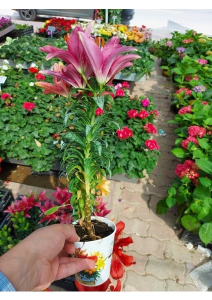 Saksılı Pembe Renk Zambak Çiçeği Fidanı ( 10 Cm'lik Saksıda )