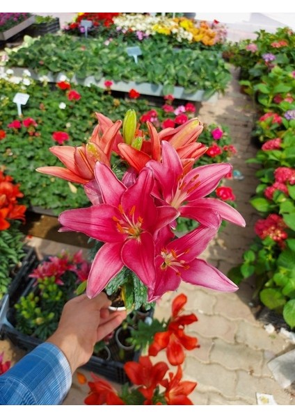 Saksılı Pembe Renk Zambak Çiçeği Fidanı ( 10 Cm'lik Saksıda )