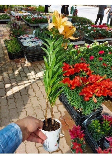 Saksılı Kavuniçi Renk Zambak Çiçeği Fidanı ( 10 Cm'lik Saksıda ) fiyatları