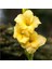 Gladiolus Yellow Swan Glayör Çiçeği Soğanı (2 Adet) 1