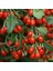 Kırmızı Goji Berry Fidanı Saksılı 40 cm 60 cm 1