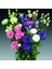 Katmerli Karışık Renkli Lisianthus Çiçeği Fidesi (5 Adet) 1
