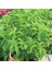 Şeker Otu Stevia Fidesi (5 Adet) 1