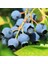 Tüplü Aromalı Blue Jay Yaban Mersini Fidanı 1