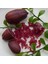 Tüplü Havyar Dark Red Limon Mia Rose Finger Lime Fidanı 1