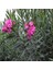Tüplü Pembe Zakkum Nerium Oleander Fidanı 1