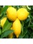 Tüplü Aşılı Yarı Bodur Yüksek Verimli Yediveren Limon Fidanı 1