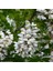 Tüplü Beyaz Çiçekli Akasya (Acacia) Bitkisi Fidanı 1