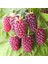 Tüplü Böğürtlen Ahududu Melezi Aromatik Loganberry Fidanı 1