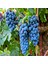 Tüplü Meşhur Şaraplık Merlot Üzüm Fidanı 1