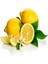 Tüplü Aşılı Yarı Bodur Özel Çeşit Kütdiken Limon Fidanı 1