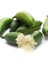 Tüplü Aşılı Mikro-Narenciye Finger Lime Fidanı (10-30 Cm) 1