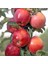 Tüplü Aşılı Tam Bodur Kırmızı Chief Elma Fidanı 1