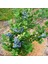 Tüplü Aromalı Bluecropt Yaban Mersini Fidanı 1